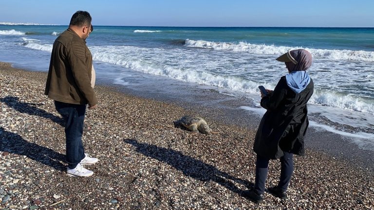Mersin sahilinde 2 günde 2 caretta caretta telef oldu