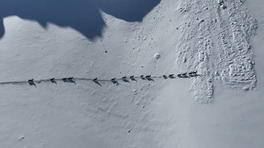 Munzur Dağları’nda yaban keçilerinin göçü