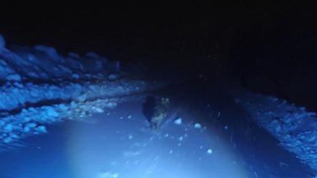 Muş’ta görüntülemek istedikleri kurt saldırdı: Araçlarına binerek kurtuldular