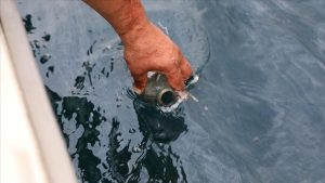 Rize-Çayeli açıklarındaki petrol sızıntısının ham petrolden kaynaklandığı anlaşıldı