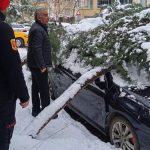 Siirt’te kar yüklü çam ağacı, otomobilin üzerine devrildi