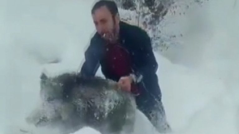 Sinop’ta eliyle domuz yakalayan kişiye 15 bin TL para cezası