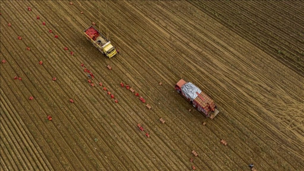 Tarım üreticilerin fiyatları yılda yüzde 36,01 arttı