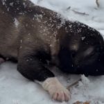 Tunceli’de yavru köpeğe eziyete tutuklama