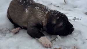 Tunceli’de yavru köpeğe eziyete tutuklama