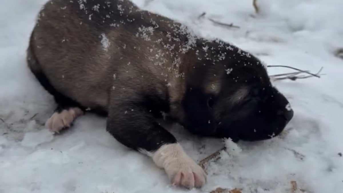 Tunceli’de yavru köpeğe eziyete tutuklama