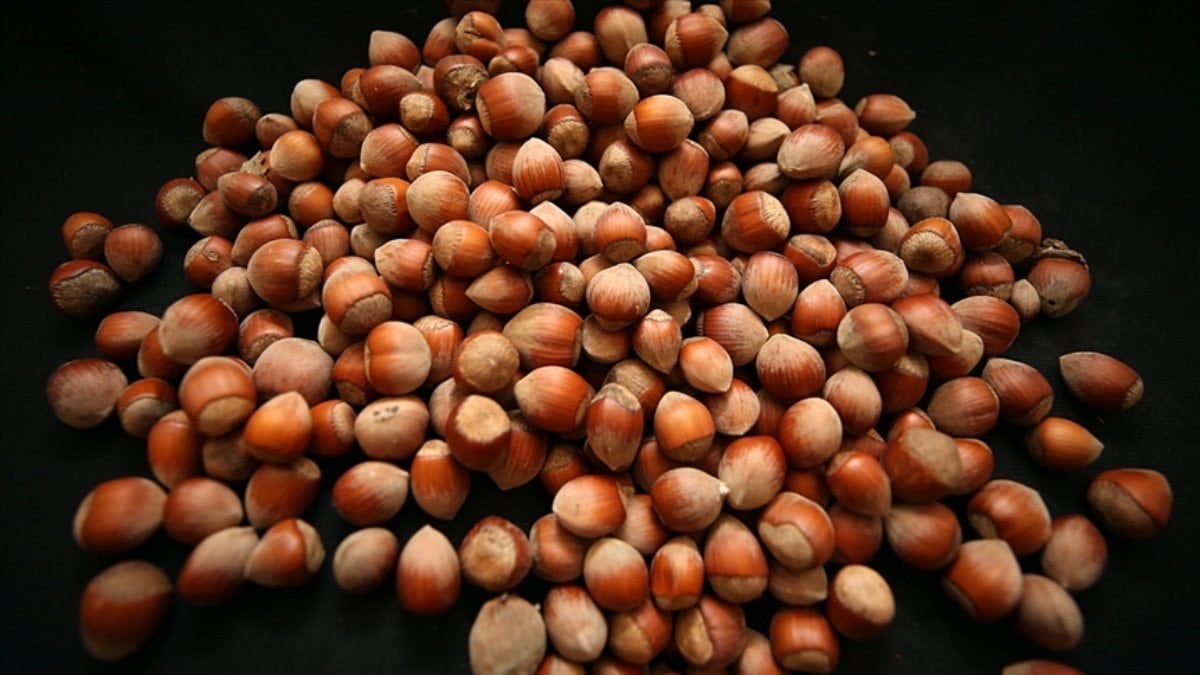 Türk fındığı küresel pazarda iddialı: 122 ülkeye ihraç edildi