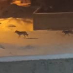 Van’da aç kurtlar sokaklarda