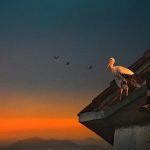 Yaralı Leylek Silyan’ın Hikayesini Anlatan ‘Silyan Efsanesi’, 11 Ocak Pazar 20.00’de National Geographic Ekranlarında!