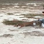 Ağır yaralı bulundu, sağlıklı şekilde doğaya salındı