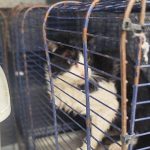 Ağva Deresi’nde mahsur kalan kedi kurtarıldı