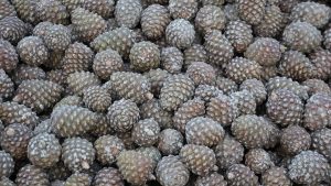 Aydın’da kozalak üretimi için zorluklara rağmen yoğun mesai