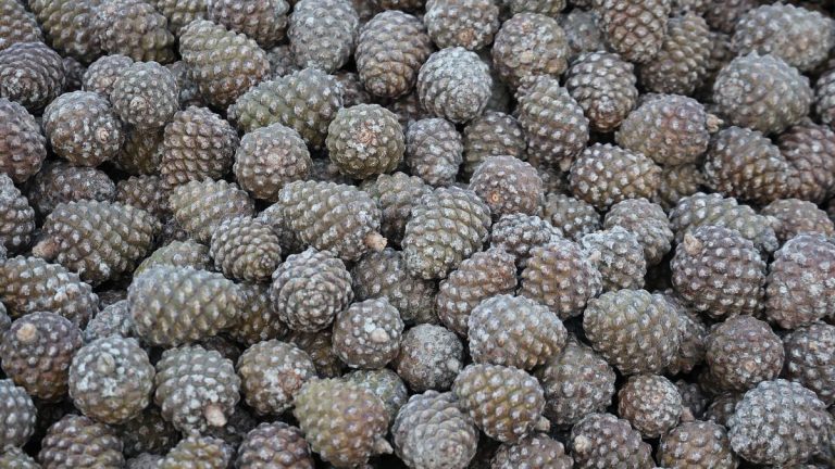 Aydın’da kozalak üretimi için zorluklara rağmen yoğun mesai