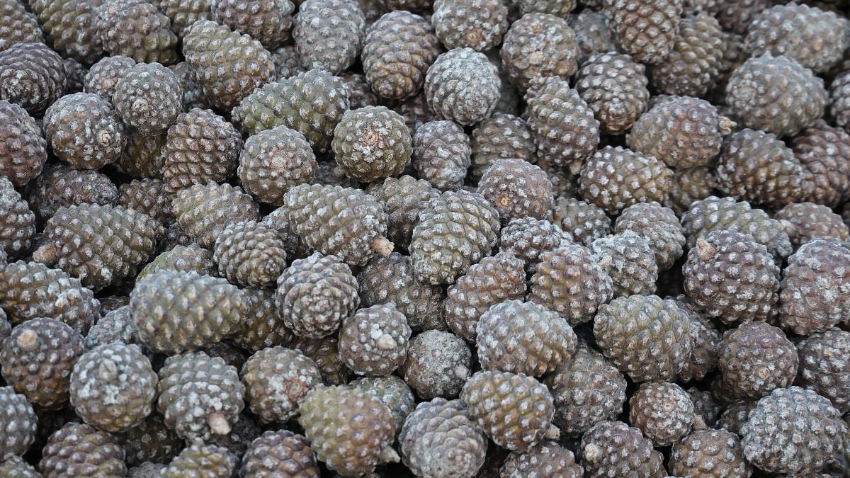 Aydın’da kozalak üretimi için zorluklara rağmen yoğun mesai