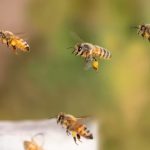 Bilim insanları, bal arılarından ilham alarak GPS sistemleri geliştiriyor