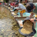 Bu nehirden altın akıyor; Giden kova kova topluyor…