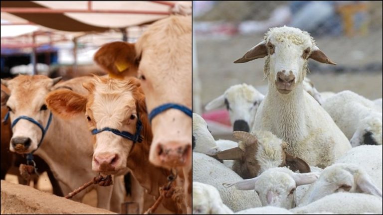 Büyükbaş ve küçükbaş sayısı 2025’te yükseldi