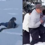 Çin’de kar leoparı turiste saldırdı