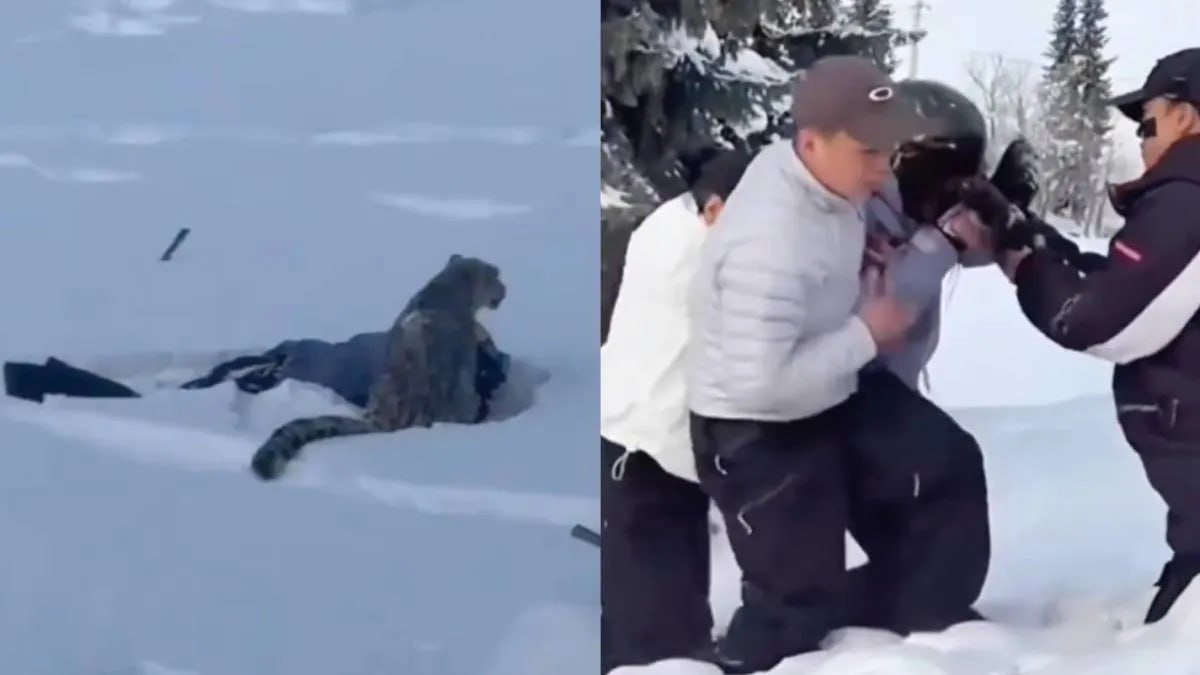 Çin’de kar leoparı turiste saldırdı