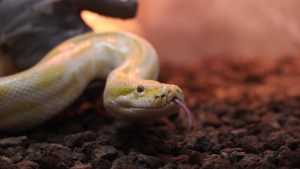 Denizli’de el konulan piton, Konya’ya getirildi