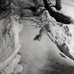 Erzincan’da vaşak köye indi: Kedi avı kamerada