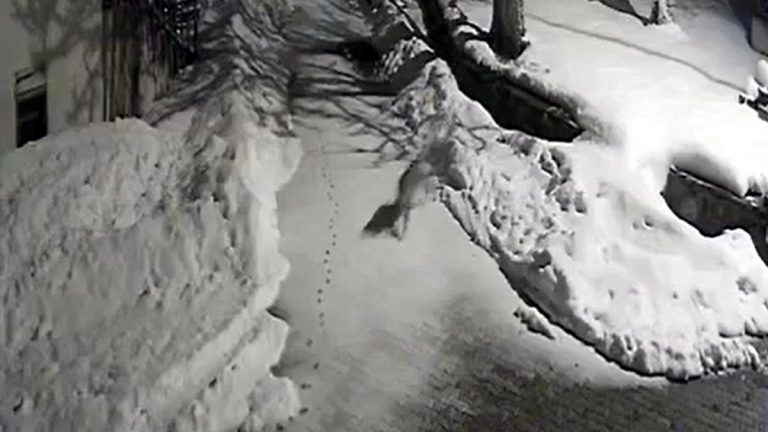 Erzincan’da vaşak köye indi: Kedi avı kamerada