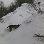 Erzincan’da yaban hayatı kayıt altında