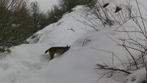 Erzincan’da yaban hayatı kayıt altında