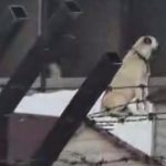 Erzincan’daki depremi Sivas’taki Kangal köpekleri hissetti: O anlar kamerada