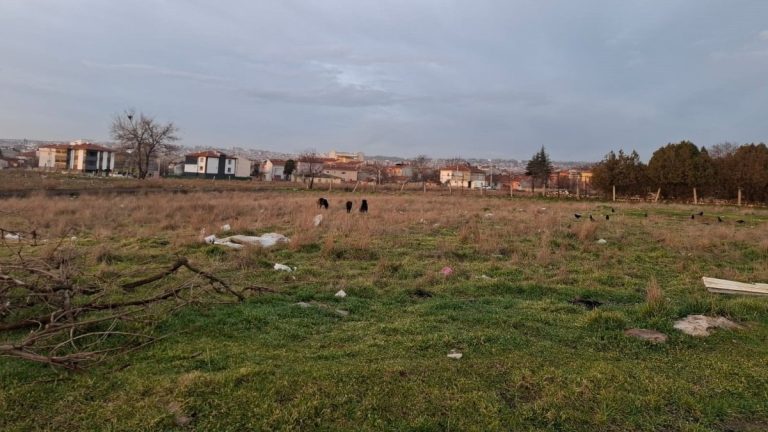 Eskişehir’de başıboş köpekler, barınaklara rağmen toplanmıyor