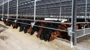 Et ve Süt Kurumu, besilik hayvanların teslimat sürecini açıkladı