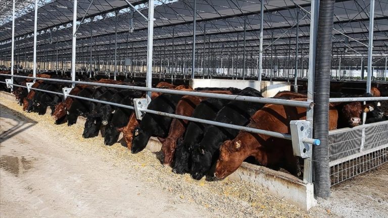 Et ve Süt Kurumu, besilik hayvanların teslimat sürecini açıkladı