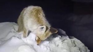 Hakkari’de soğuktan tilki dondu