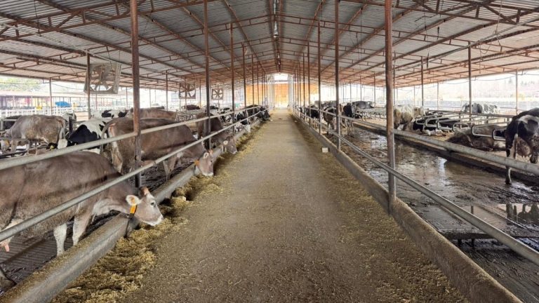 Hatay’da besiciler devlet desteğiyle yeniden üretime döndü