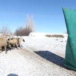 Karslı besici, devlet destekli proje ile koyun sürüsünü 6 kat büyüttü