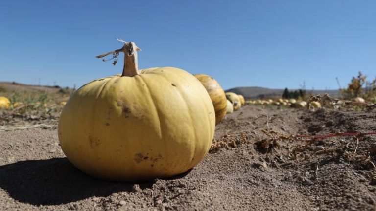 Market ile üretici arasındaki fiyat farkı yüzde 278’i geçti