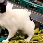 Market reyonunda şoke eden görüntüler: Kedi biberlerin üzerine tuvaletini yaptı