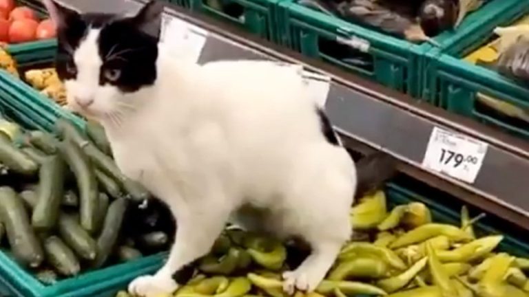 Market reyonunda şoke eden görüntüler: Kedi biberlerin üzerine tuvaletini yaptı