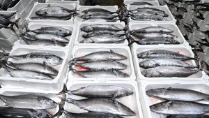 Marmara’da torik bereketi: Tekirdağlı balıkçılar yeniden denizde