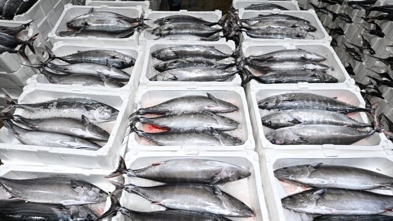 Marmara’da torik bereketi: Tekirdağlı balıkçılar yeniden denizde