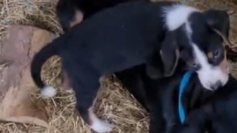 Muğla’da köpeği çalınan vatandaştan hırsıza çağrı