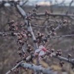 Nevşehir’de şubat ayında badem ağacı çiçek açtı