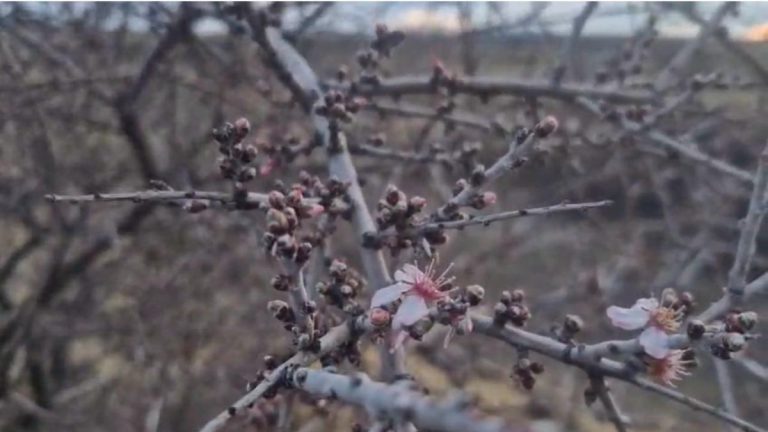 Nevşehir’de şubat ayında badem ağacı çiçek açtı