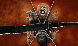 ‘Ölümcül Safari: Büyük Kedilerin Savaşı’, 15 Şubat Pazar Saat 20.00’de National Geographic WILD Ekranlarında!