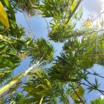 Resmi Gazete’de yayınlandı: 21 ilde kenevir üretimi yapılabilecek