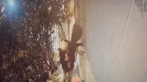 Şanlıurfa’da derneği soyan hırsız kamerada