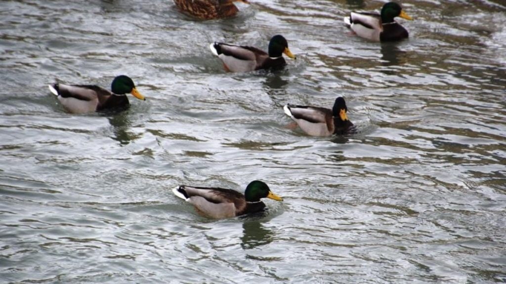 Sibirya’dan göç eden yeşilbaşlı ördekler Çoruh Nehri’nde