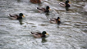 Sibirya’dan göç eden yeşilbaşlı ördekler Çoruh Nehri’nde