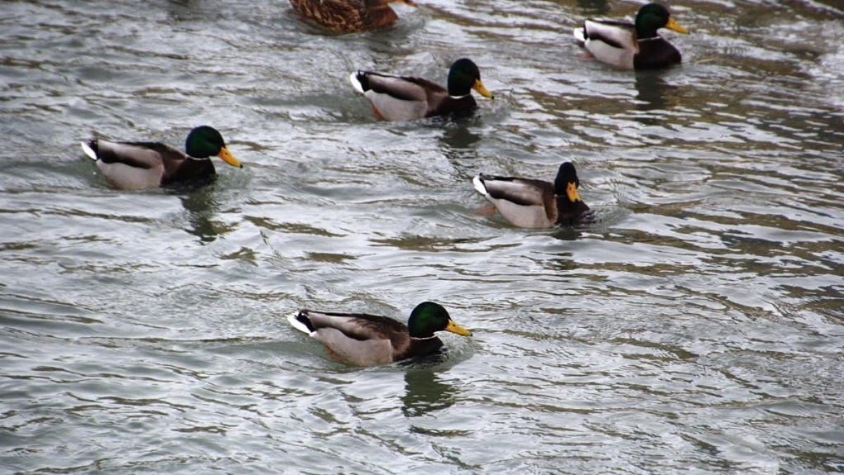 Sibirya’dan göç eden yeşilbaşlı ördekler Çoruh Nehri’nde