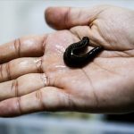 Tarım Bakanlığı, İstanbul’da 90 bin tıbbi sülüğün yasa dışı girişini engelledi